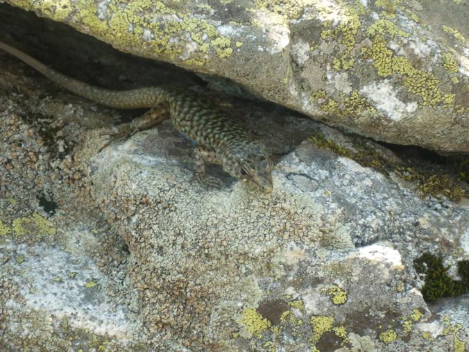 Rettili della Corsica